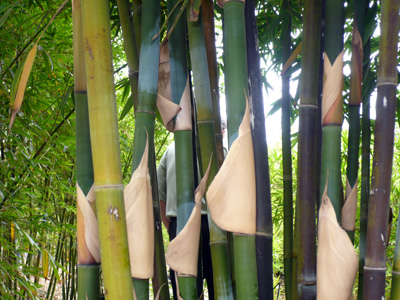 Bamboo in Culms with Good Color Variation